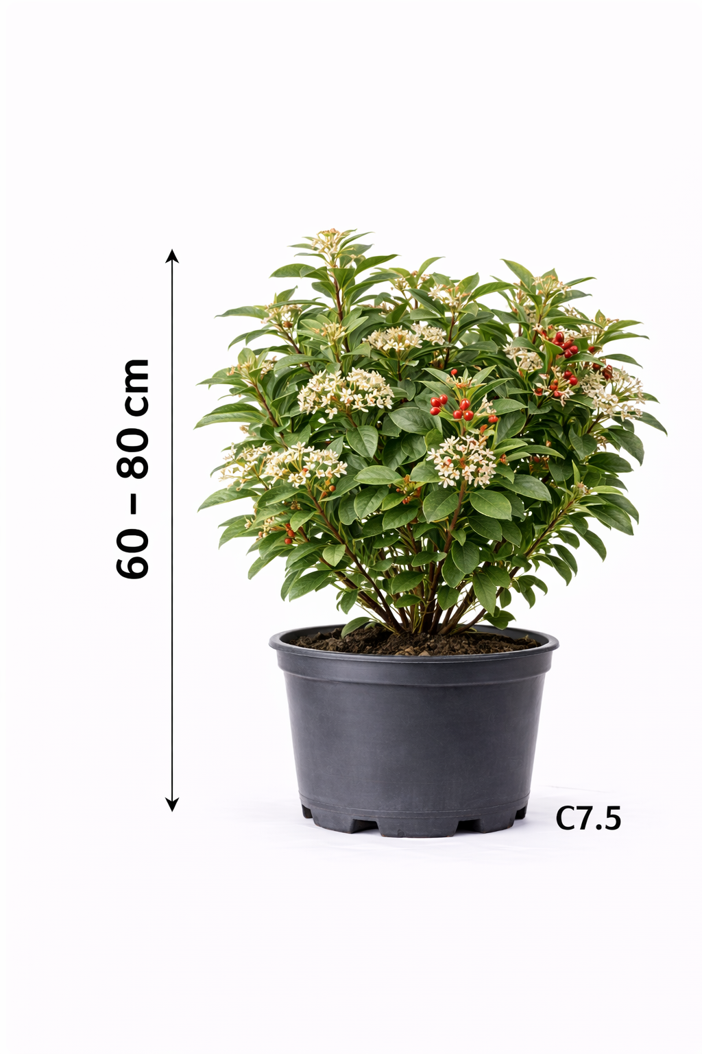 Cotoneaster lacteus 60 - 80 C7.5