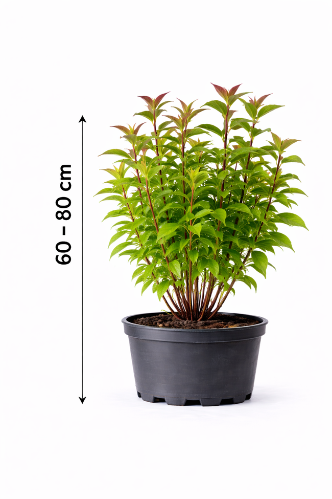 Cornus sanguinea 60 - 80