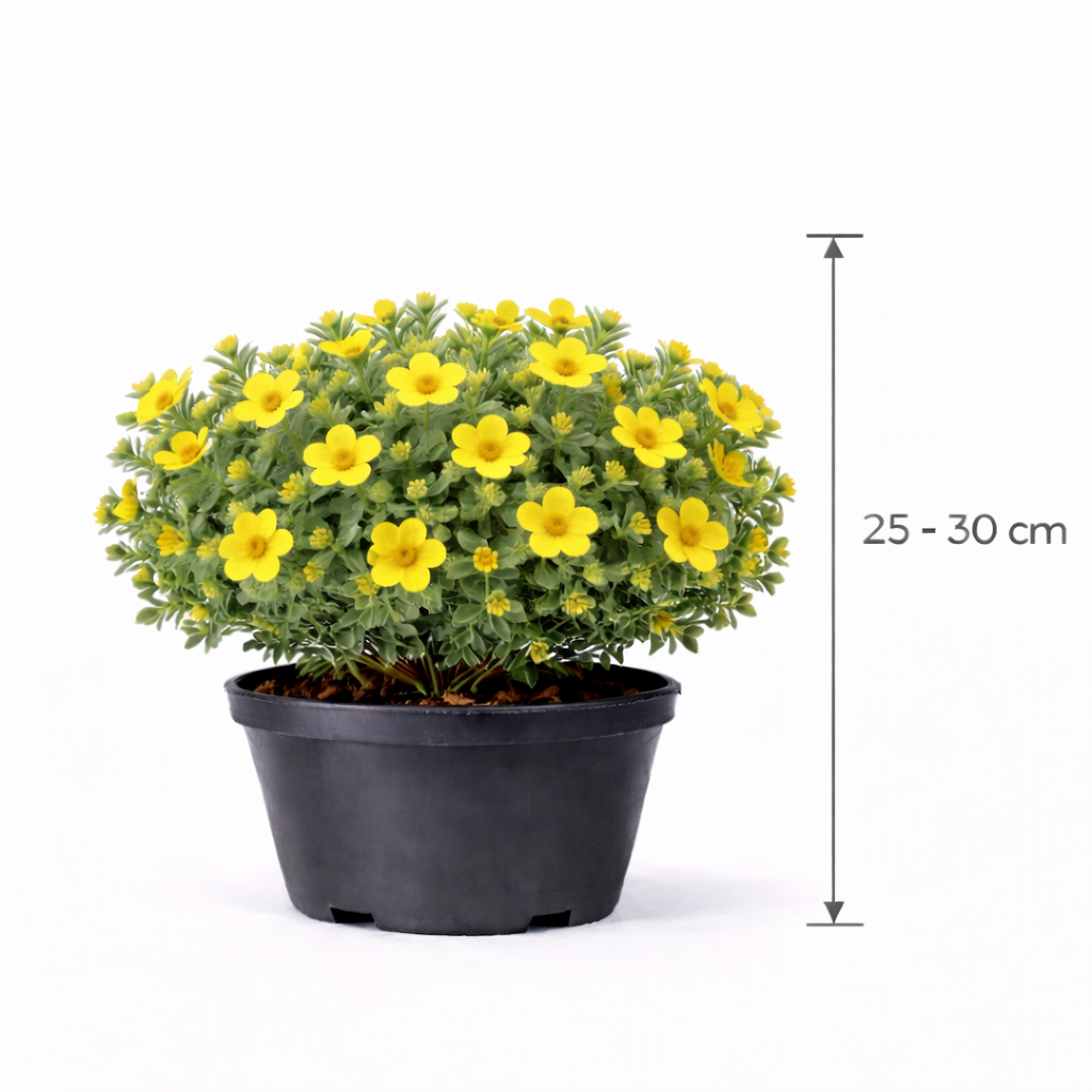 Potentilla frut. 'Kobold' 25 - 30