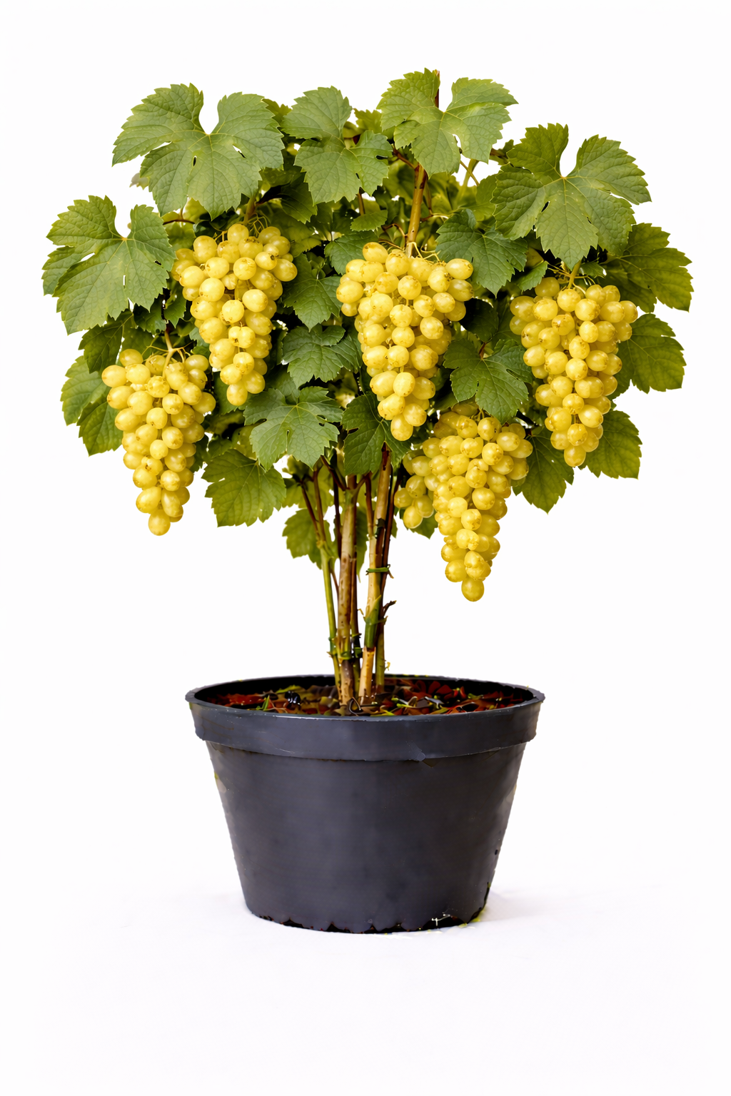 Vitis vin. 'Muscat d'alexandrie' 50 - 60