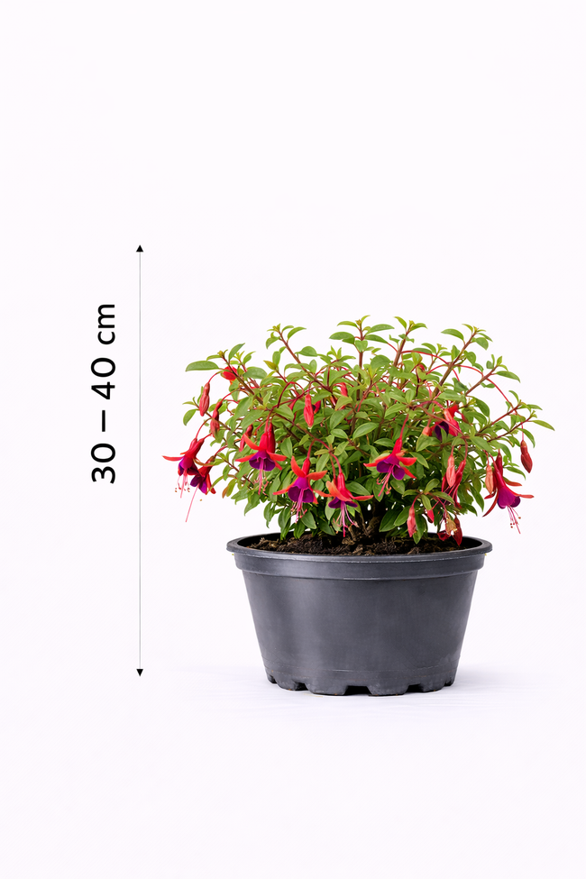 Fuchsia hybr. 'Riccartonii' 30 - 40