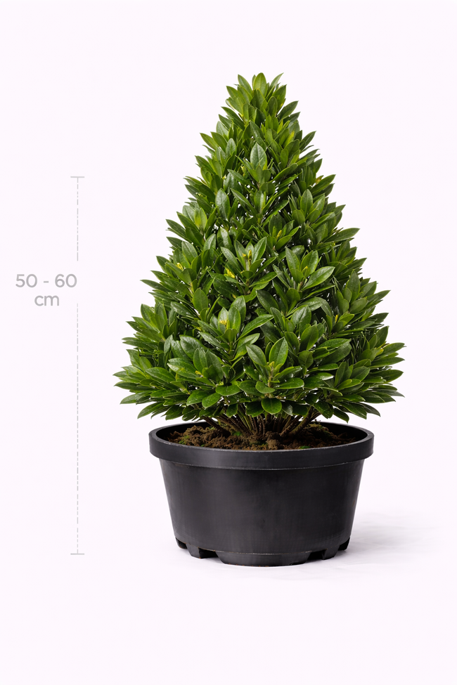 Laurus nobilis 50 - 60 piramide
