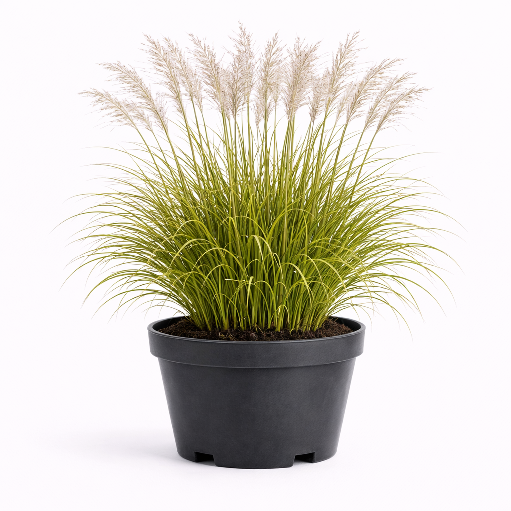 Miscanthus sin. 'Adagio' C3