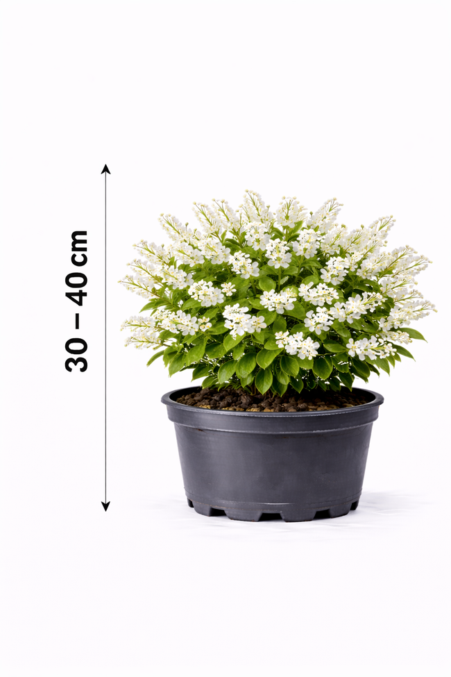 Deutzia gracilis 30 - 40