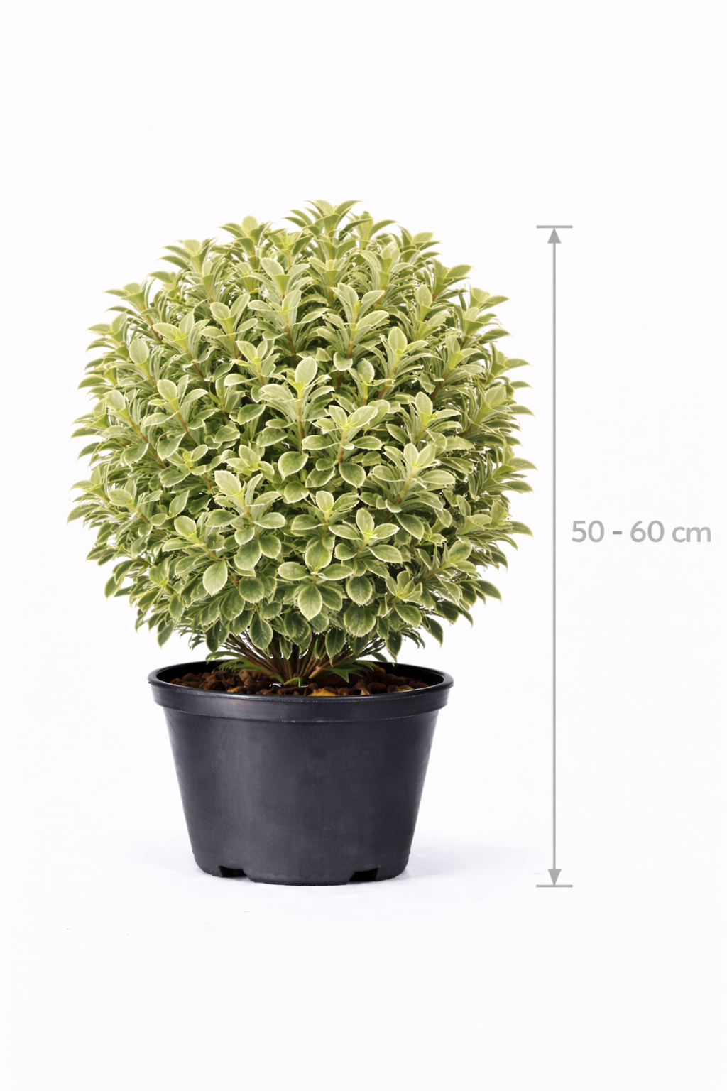 Pittosporum ten. 'Variegatum' 50 - 60 C7.5
