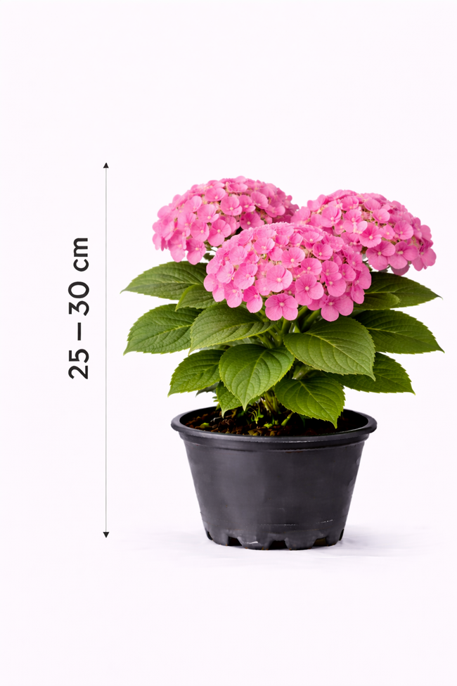 Hydrangea macr. 'Endless Summer The Original' Pink 25 - 30