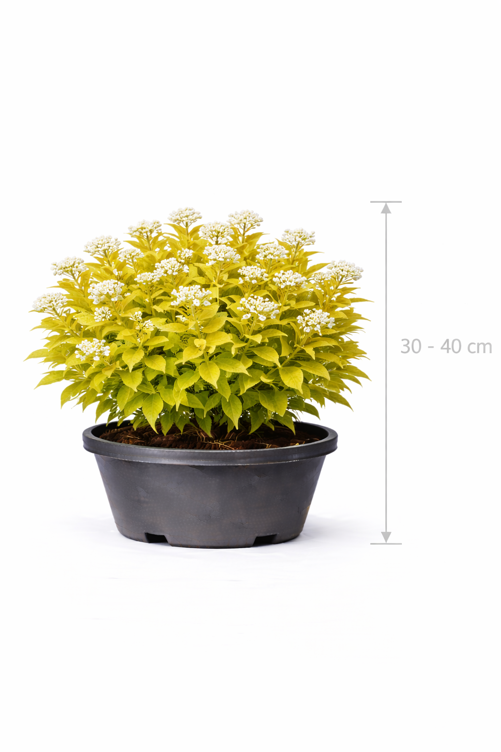 Spiraea bet. 'Tor Gold' 30 - 40