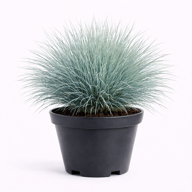 Festuca glauca c3