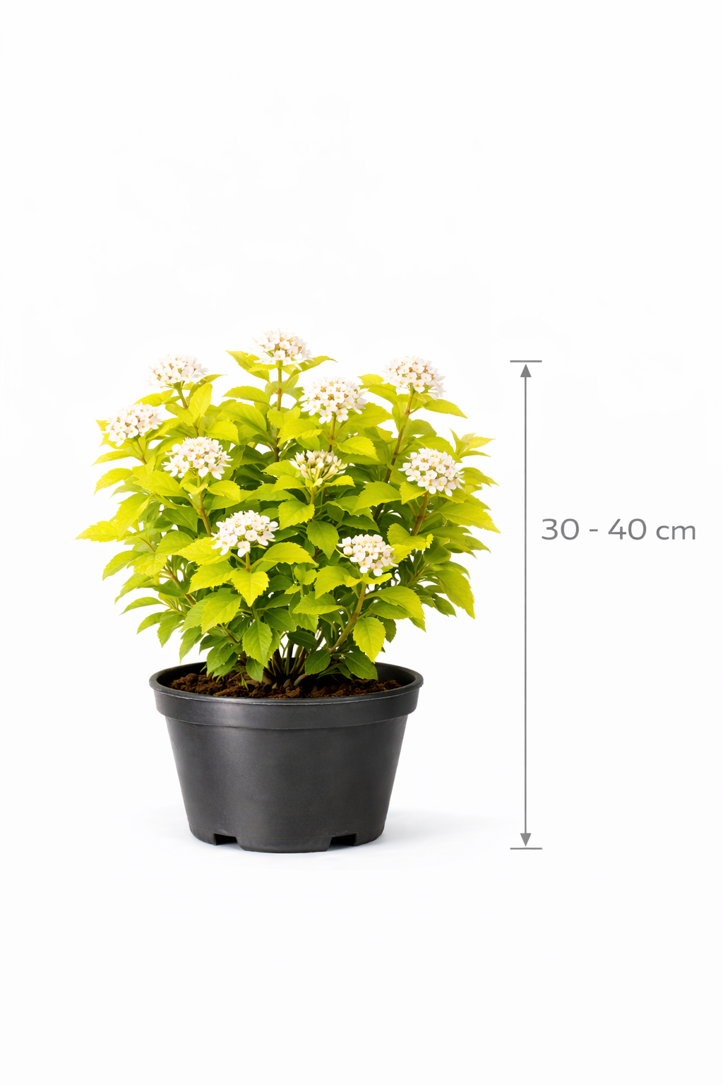 Physocarpus opulif. 'Dart's Gold' 30 - 40