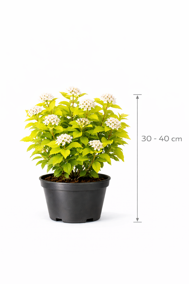 Physocarpus opulif. 'Dart's Gold' 30 - 40