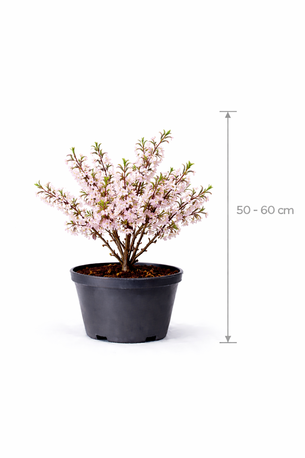 Prunus incisa 'Kojou-no-mai' 50 - 60 C5