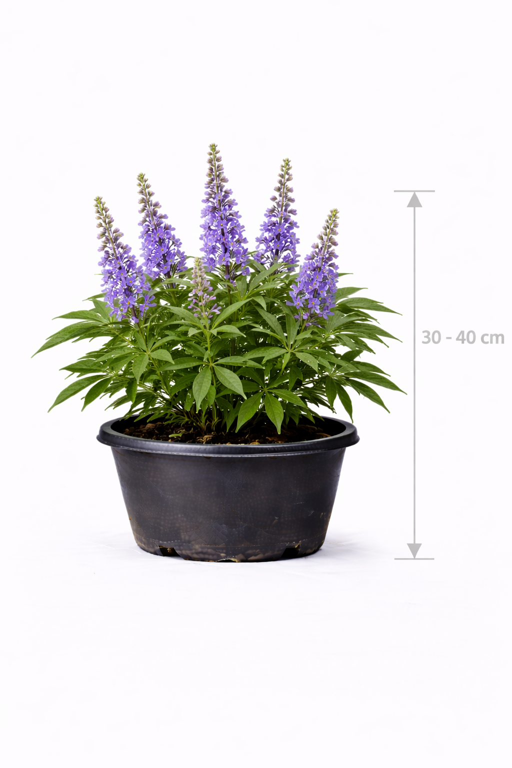 Vitex agnus-castus 'Latifolia' 30 - 40