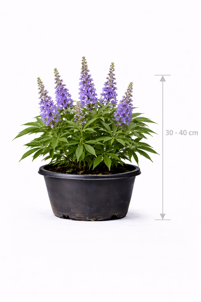 Vitex agnus-castus 'Latifolia' 30 - 40