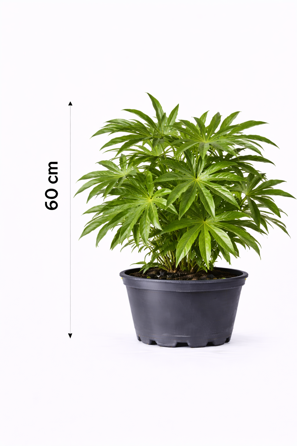 Fatsia poly. 'Green Fingers' 60 c7.5