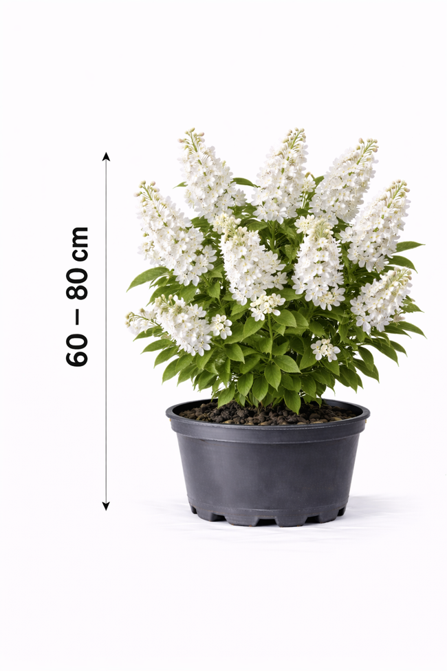 Deutzia scab. 'Plena' 60 - 80