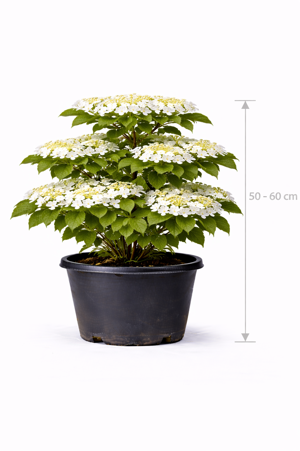 Viburnum plic. 'Mariesii' 50 - 60 C7.5