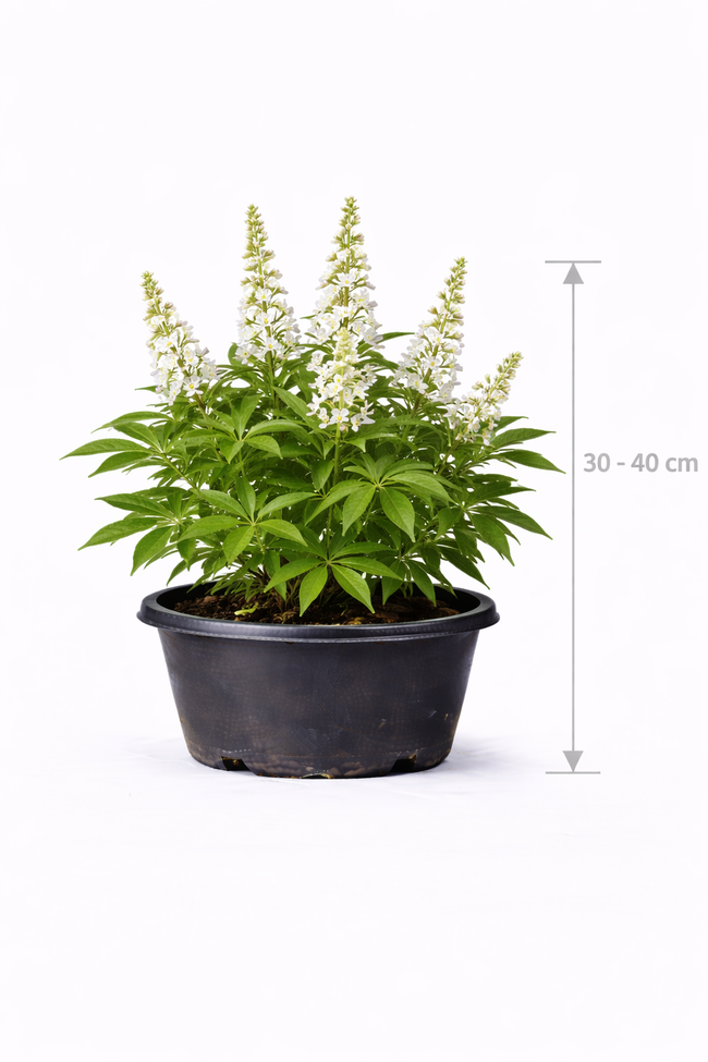 Vitex agnus-castus 'Albus' 30 - 40