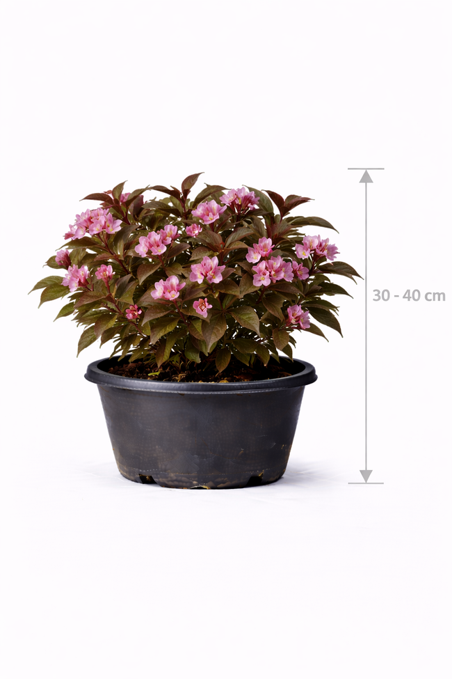 Weigela flor. 'Nana Purpurea' 30 - 40