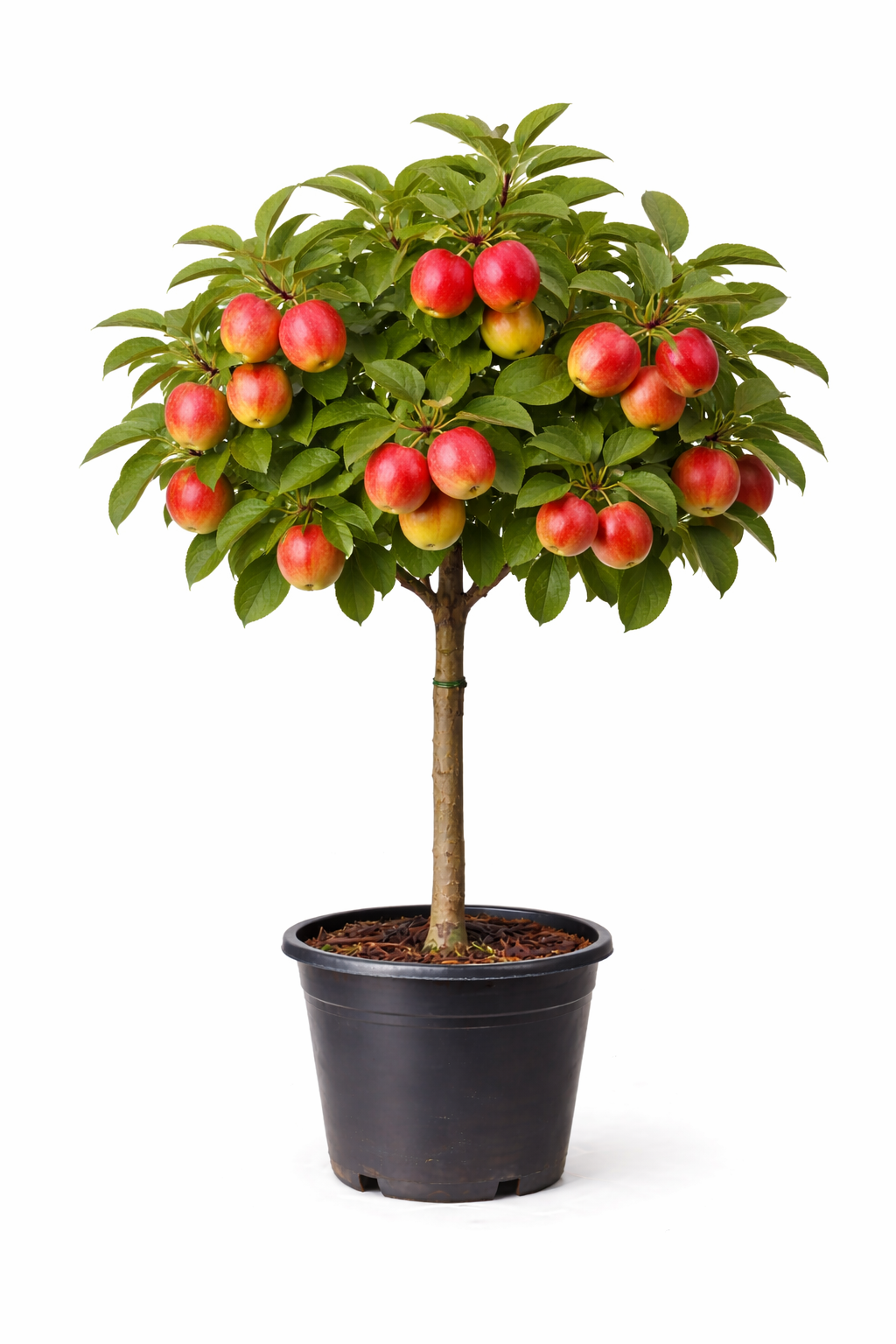 Malus d. 'Gala' halfstam c7.5