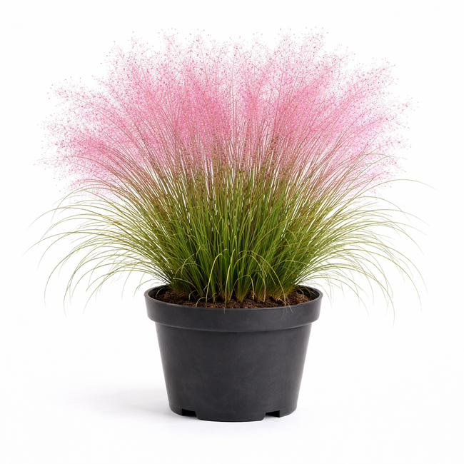 Muhlenbergia capillaris C3