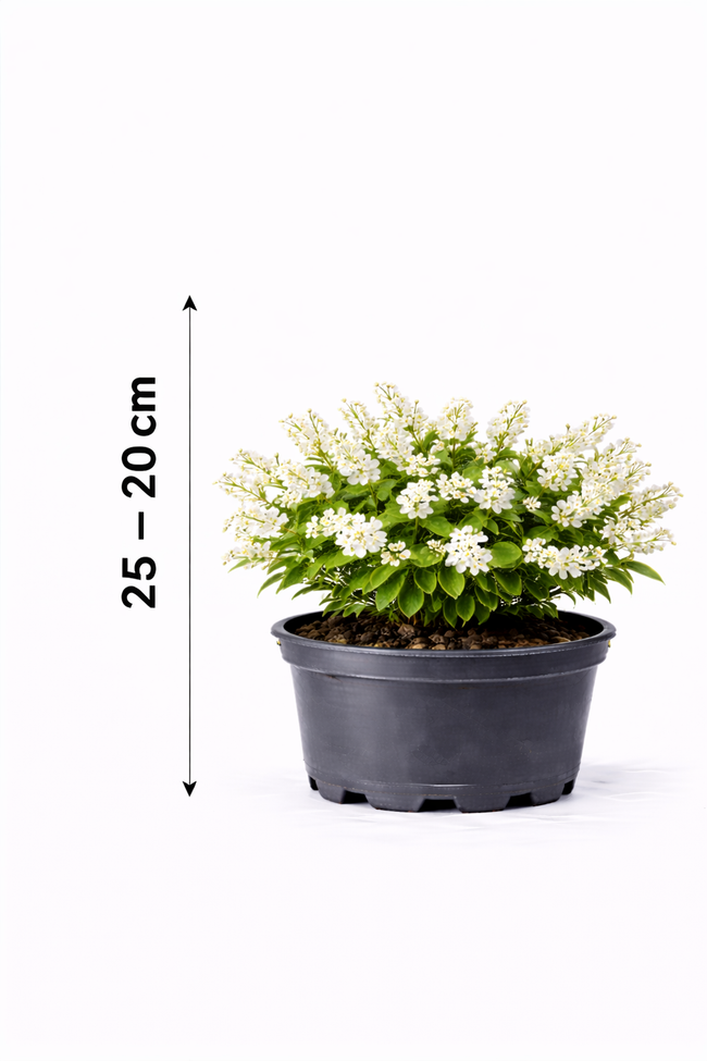 Deutzia gracilis 25 - 30