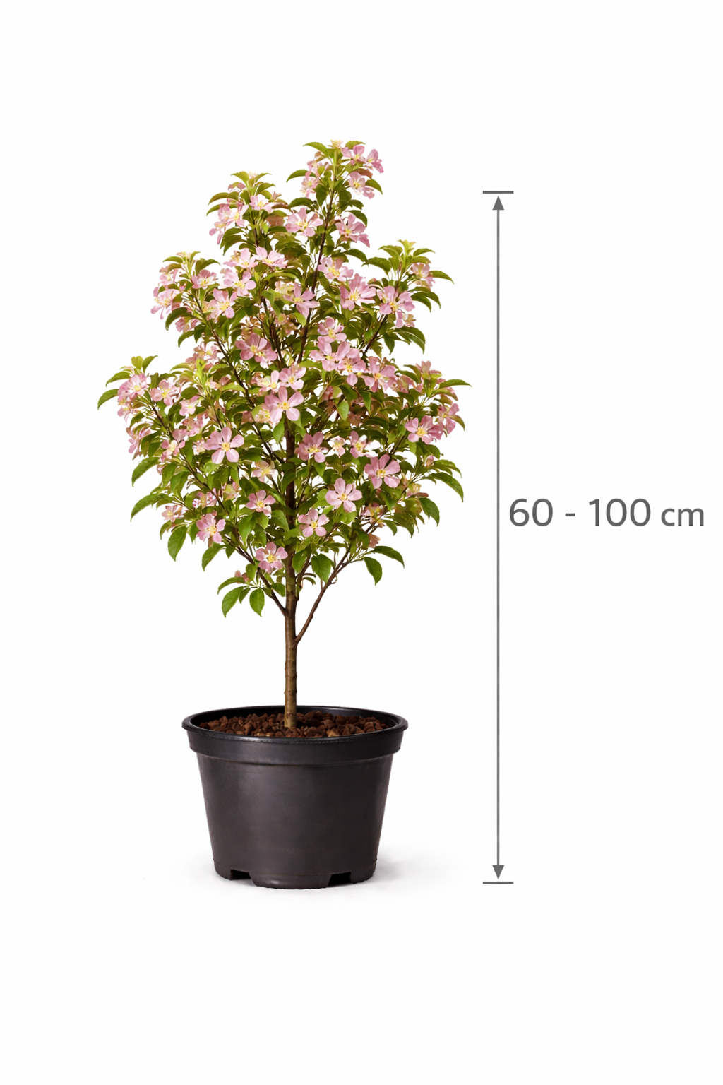Malus hybr. 'Perpetu' 60 - 100 c7.5
