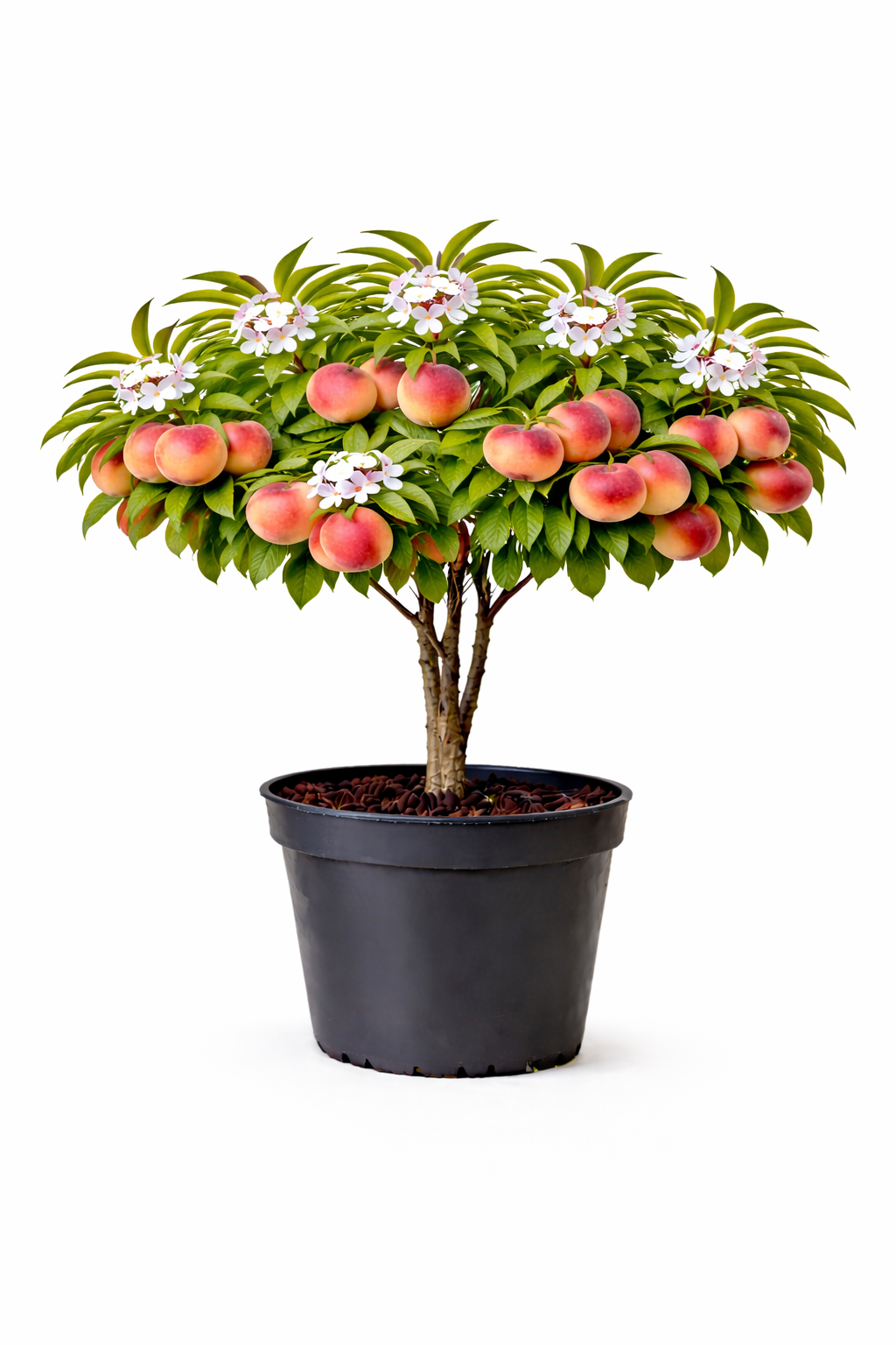 Prunus persica-nucipersica 'Flateryna' struik c7.5