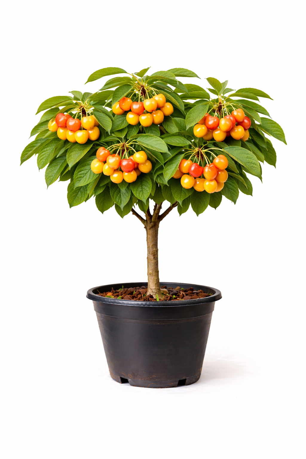 Prunus av. 'Bigar. Napoléon' struik C7.5