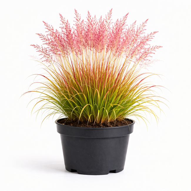 Molinia caer. 'Heidebraut' C3