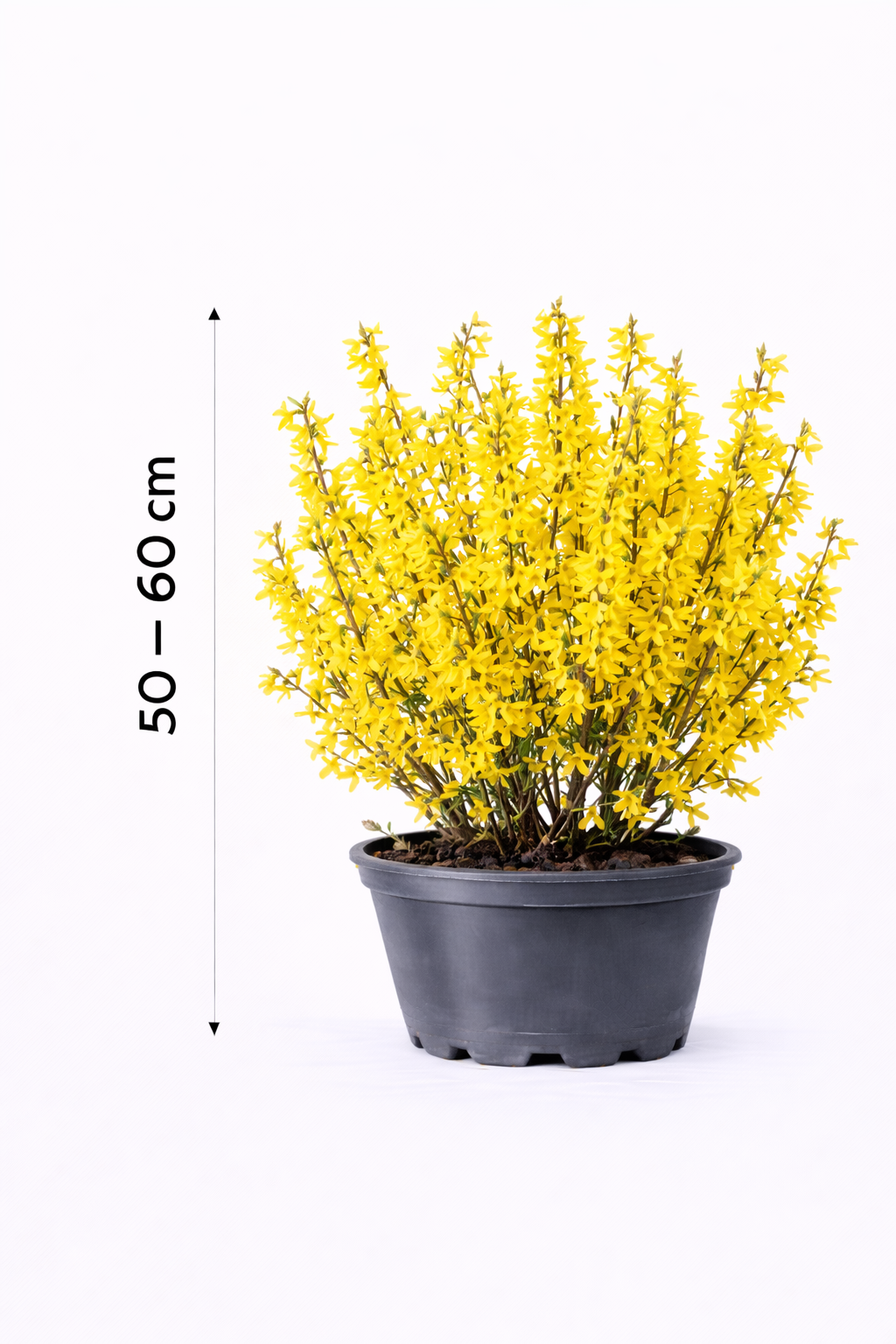 Forsythia int. 'Lynwood' 50 - 60