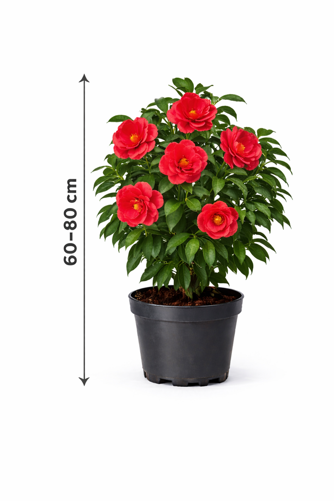 Camellia japonica rood-rouge 60 - 80