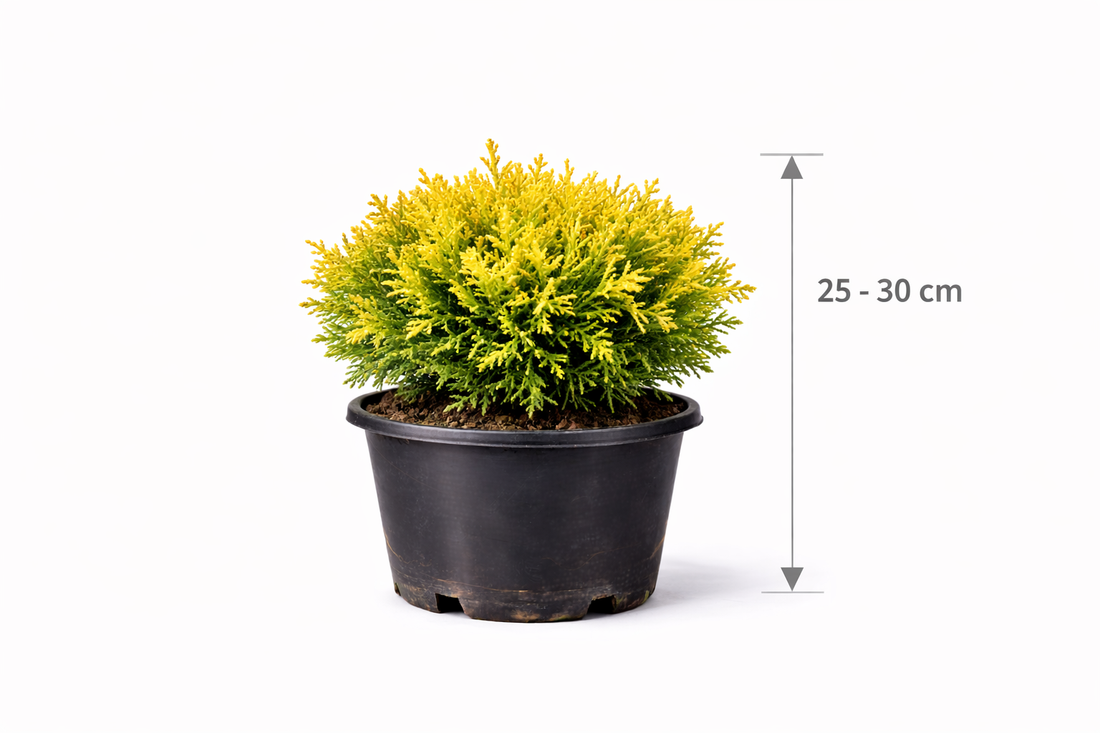 Thuja or. 'Aurea Nana' 25 - 30