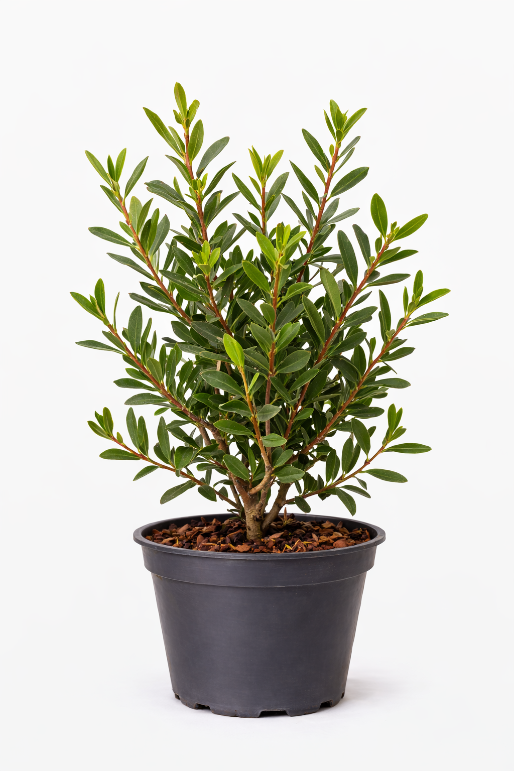 Pistacia lentiscus 30 - 40