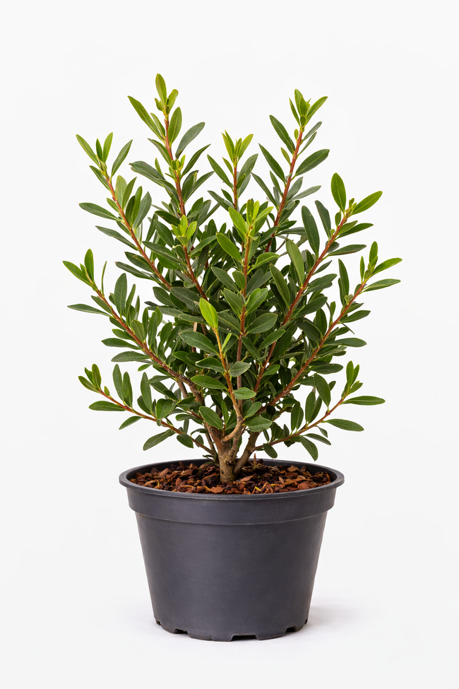 Pistacia lentiscus 30 - 40