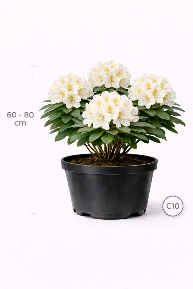 Rhodo (griff.) 'Mrs T.h.lowinsky' 60 - 80 C10