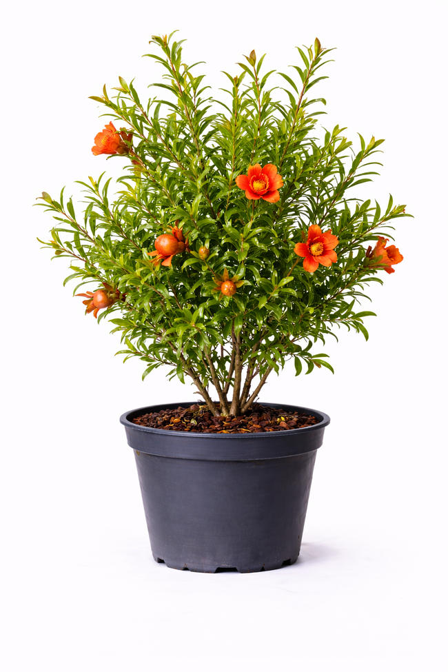 Punica granatum 60 - 80 c10