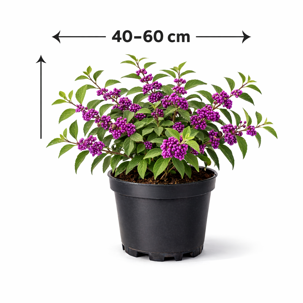 Callicarpa bodinieri 'Profusion' 40 - 60