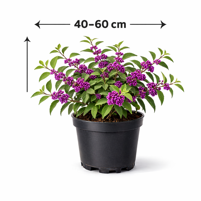 Callicarpa bodinieri 'Profusion' 40 - 60