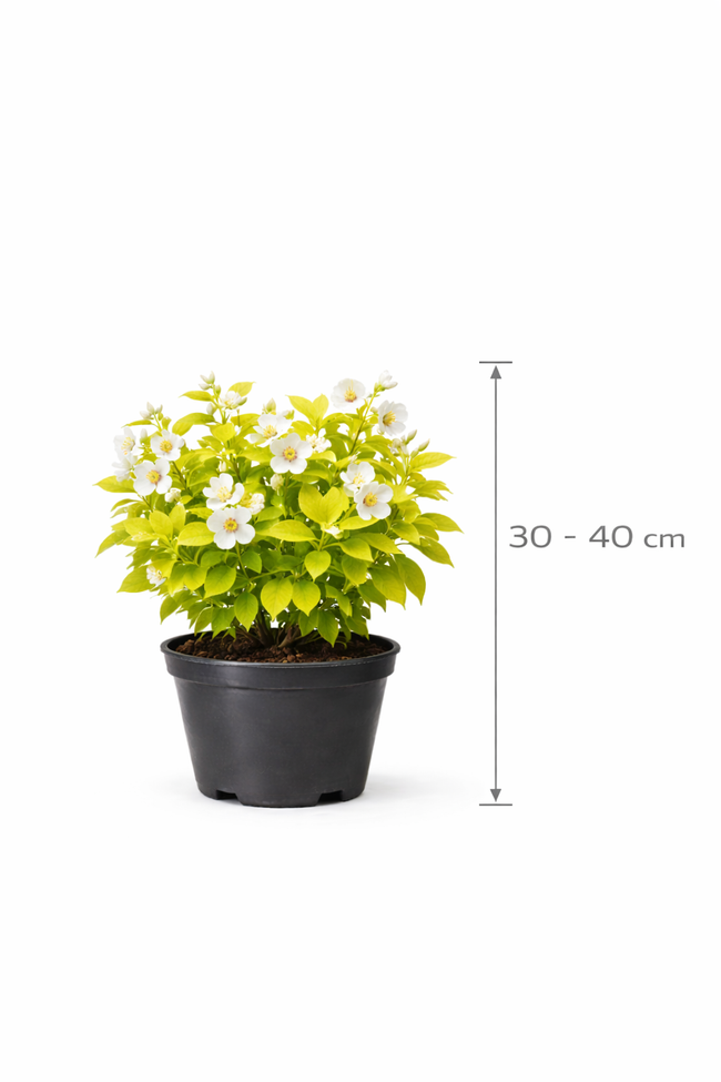 Philadelphus coron. 'Aureus' 30 - 40