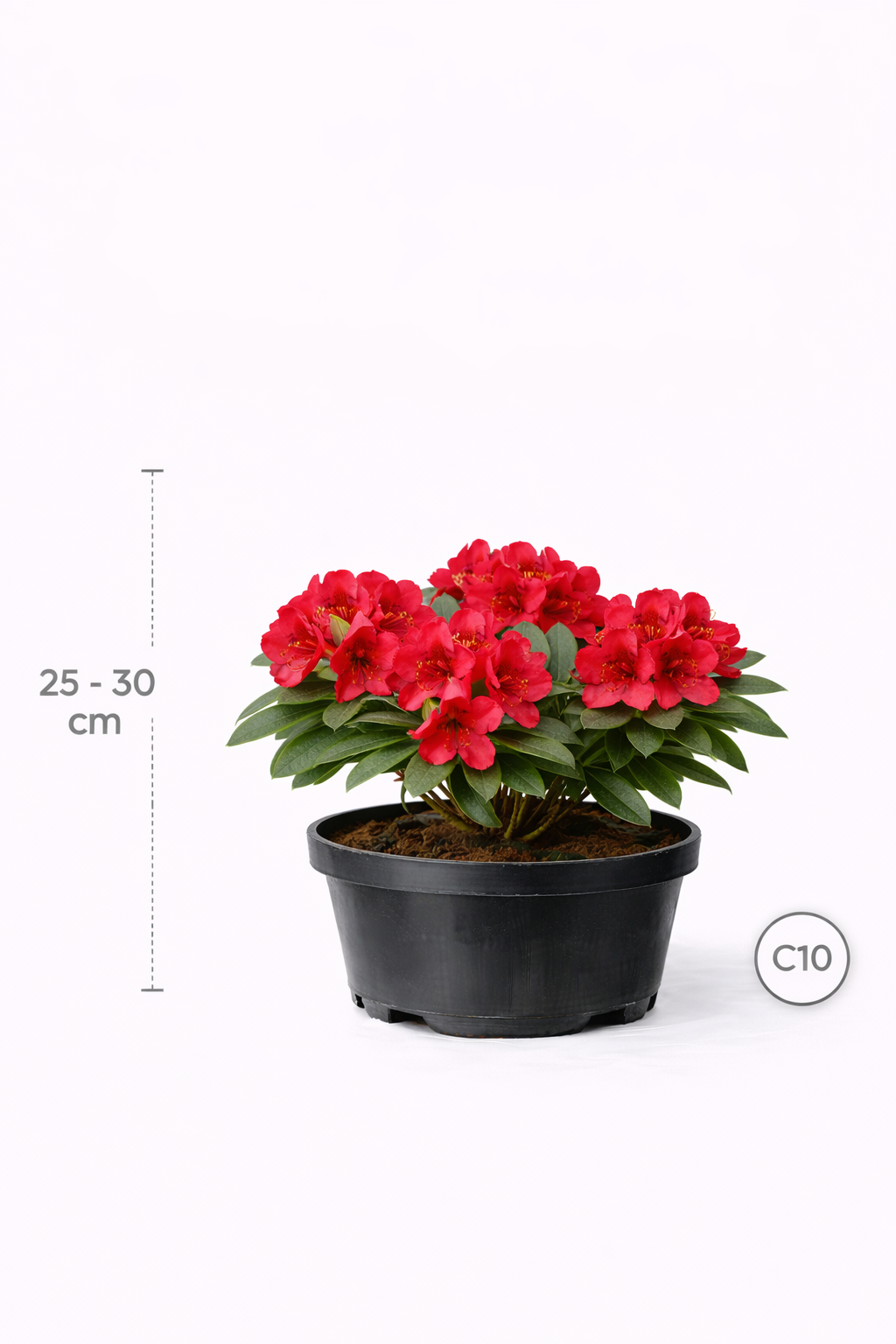 Rhodo (forr.) 'Baden-baden' 25 - 30 C3
