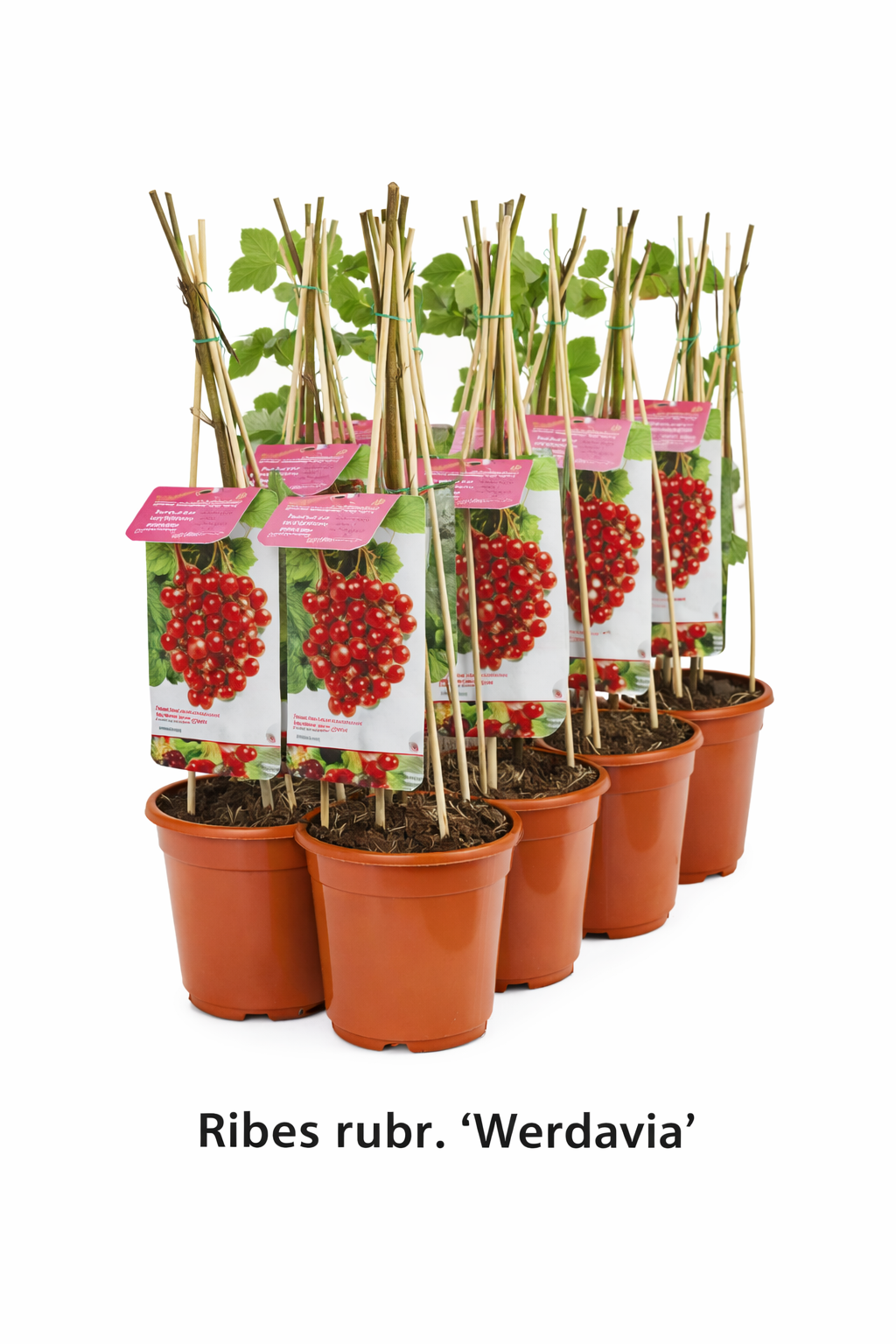 Ribes rubr. 'Werdavia' struik