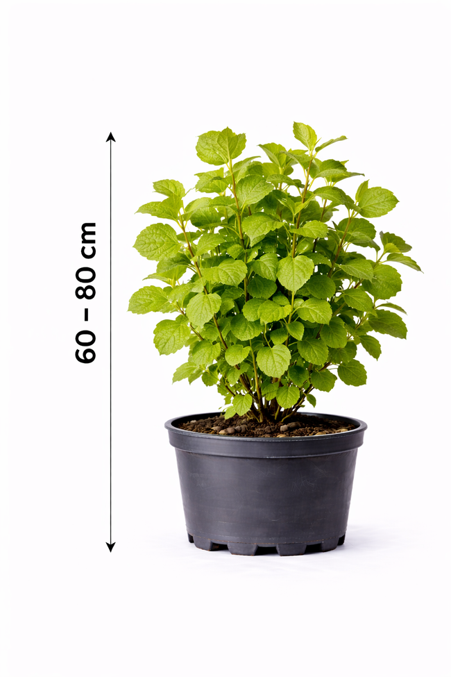 Corylus avellana 60 - 80