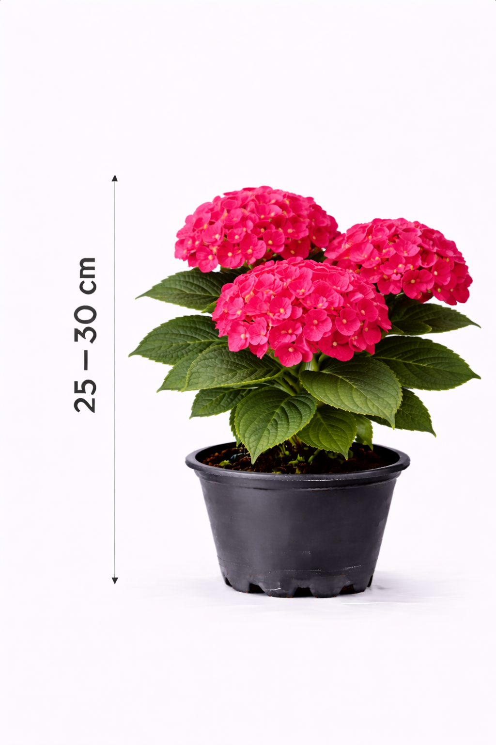 Hydrangea macr. 'Masja' 25 - 30