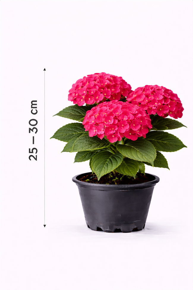 Hydrangea macr. 'Masja' 25 - 30