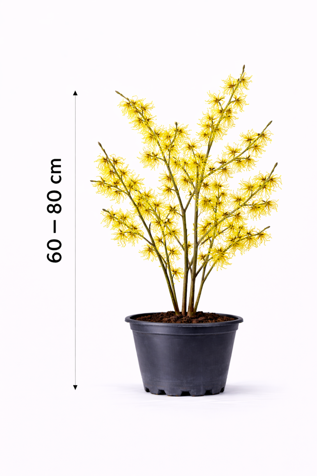 Hamamelis int. 'Arnold Promise' 60 - 80