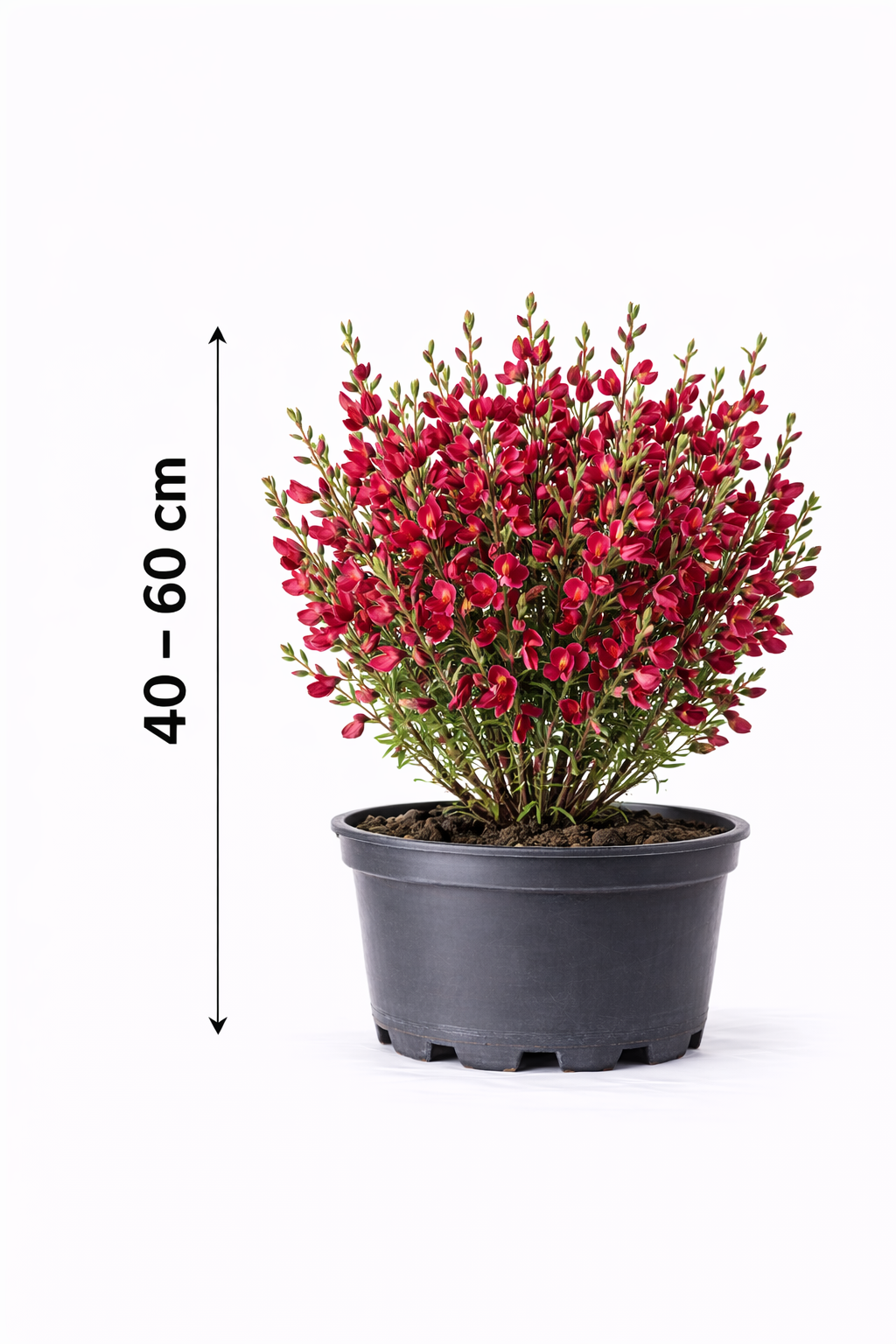 Cytisus 'Boskoop Ruby' 40 - 60