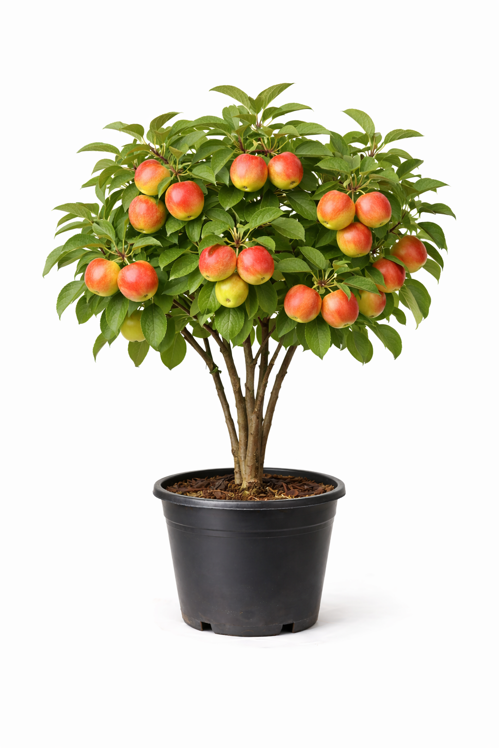 Malus d. 'Elstar' struik c7.5