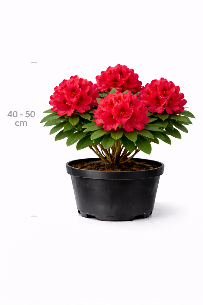 Rhodo (catawb.) 'Nova Zembla' 40 - 50 C4
