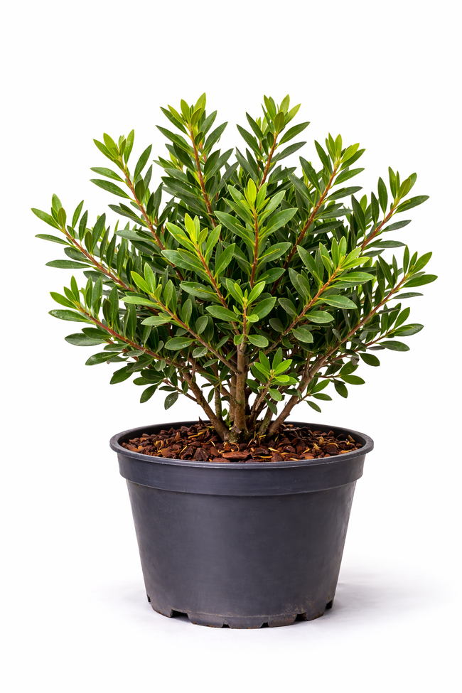 Pistacia lentiscus 60 - 80 c10