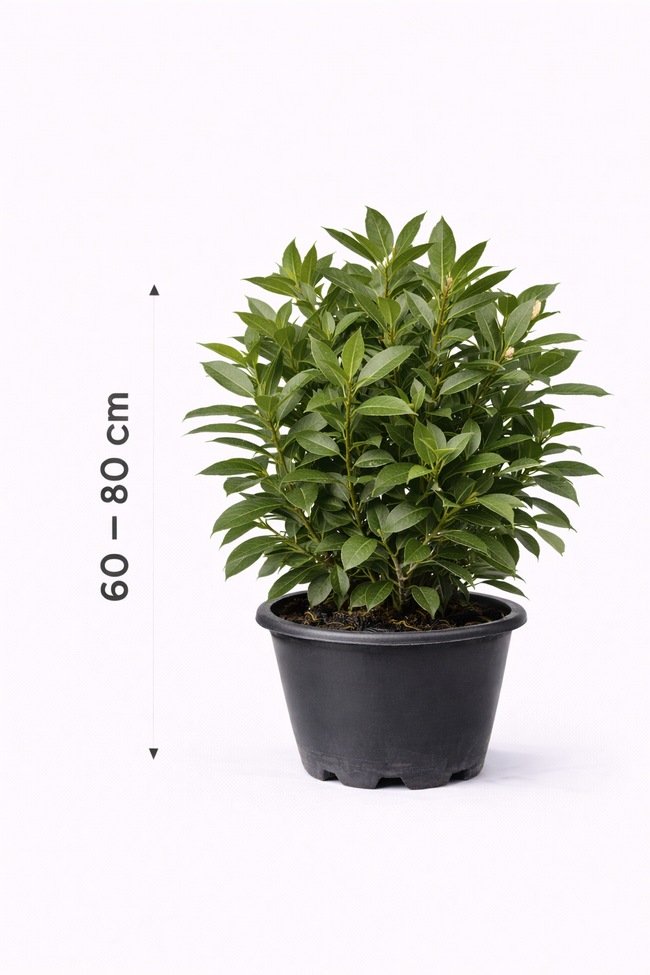 Laurus nobilis 60 - 80